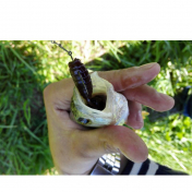 Приманка Bait Breath O-GO-KYU 2" (8шт.) 144