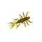 Приманка Bait Breath Skeleton Shrimp SSP (8шт.) #159 Ebimiso Red
