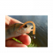 Приманка Bait Breath Needle 2,5" (12шт.) 137
