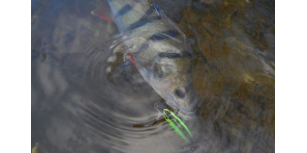 Виконано бездоганно (тест-драйв Tsuribito Minnow 80SP) у блозі Олега Сізона