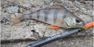 "Shimano New Soare BB у справі" - у блозі Олега Сізона