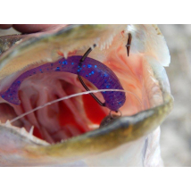 Egg Tail Shad