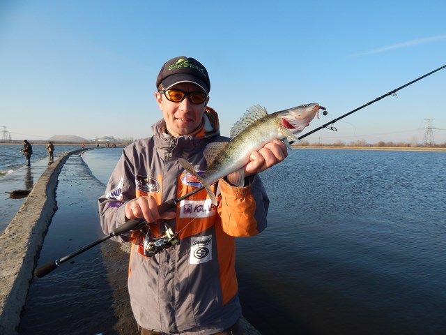 Fish Tail Shad