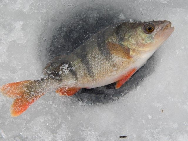 Мартовский окунь (глазами участника «FishingStock Team»)