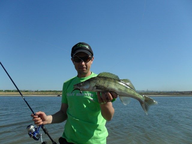 Fish Tail Shad
