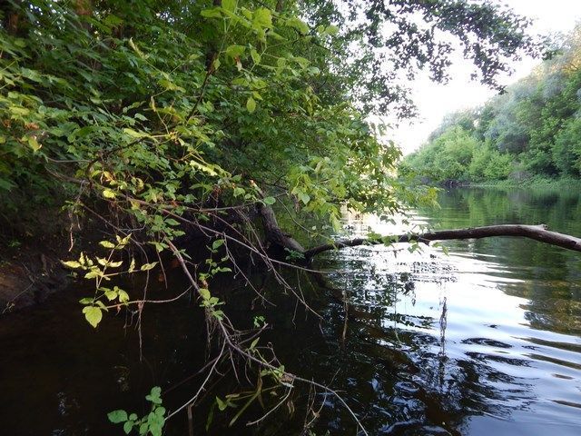 Шукаю коряжник