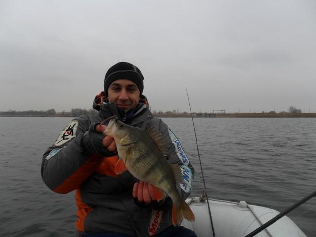 Fish Tail Shad
