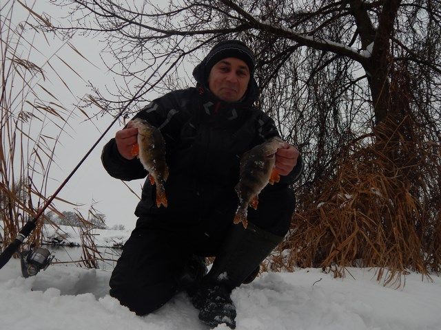 Окунь из речного водоворота