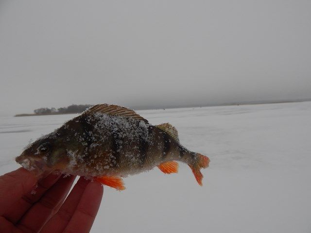 Мартовский окунь (глазами участника «FishingStock Team»)