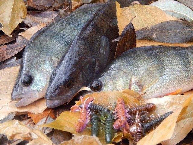 Окунь із греблі. 16 порад із практики