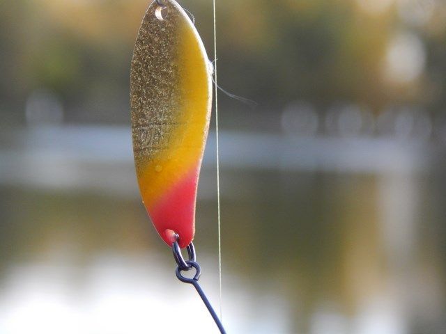Troutmania