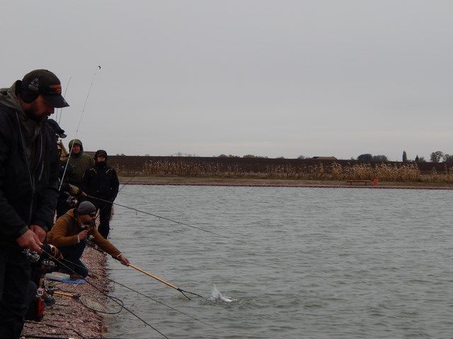 Trout Cup.