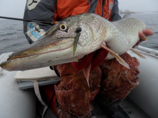 Fish Tail Shad