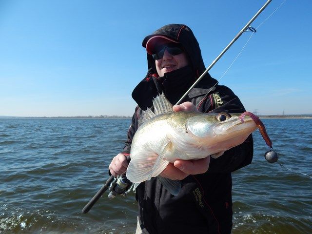 Fish Tail Shad