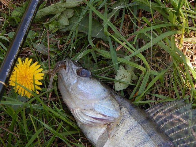 За судаком із двома грамами