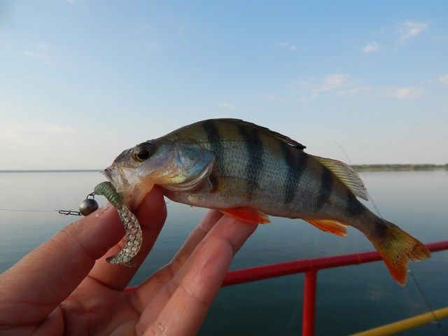Печенізький окунь