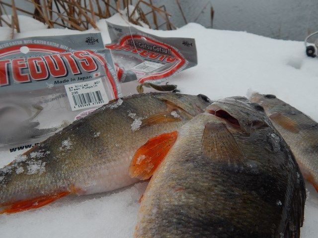 Окунь из речного водоворота