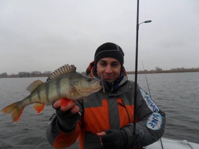 Fish Tail Shad