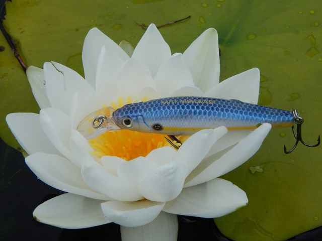 FM