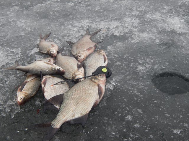 Где искать леща зимой на реке в январе | Рыболовные секреты