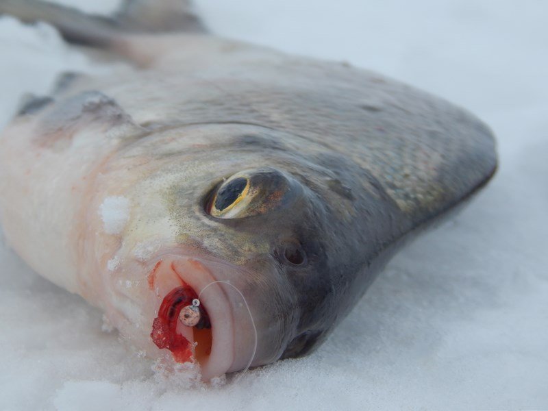 Особенности прикормки для зимней рыбалки