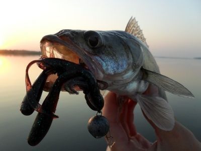 О весенней судаковой рыбалке. Приманки и проводки в блоге Алексея Лисицы