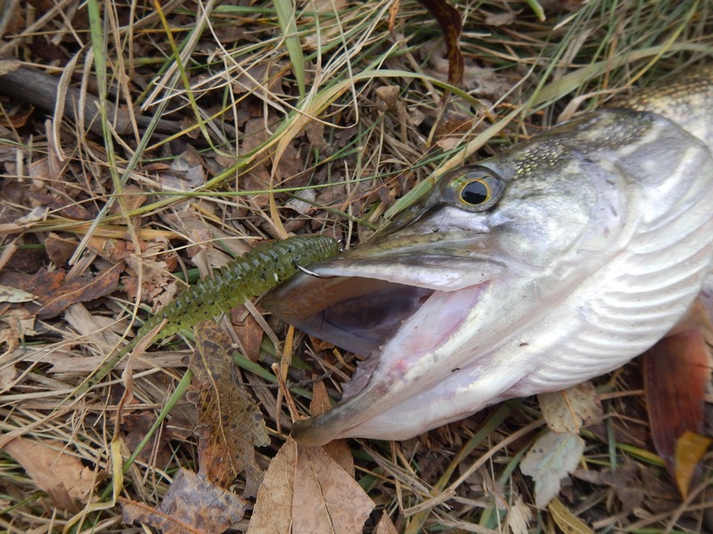 Bait Breath Fishtail Ringer на щучьей охоте